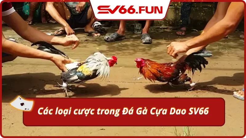3 cửa cược gà đá cựa dao bạn có thể xuống tiền tại Sv66
