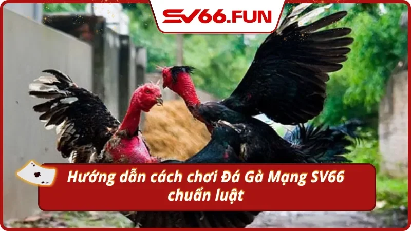 Luật thi đấu chọi gà mạng tại Sv66