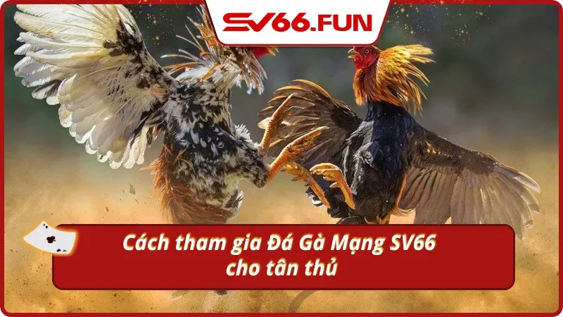 5 bước bắt đầu ván đá gà online tại Sv66