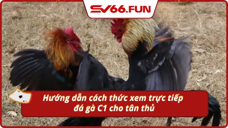 Hướng dẫn tân thủ cách xem trực tiếp đá gà C1