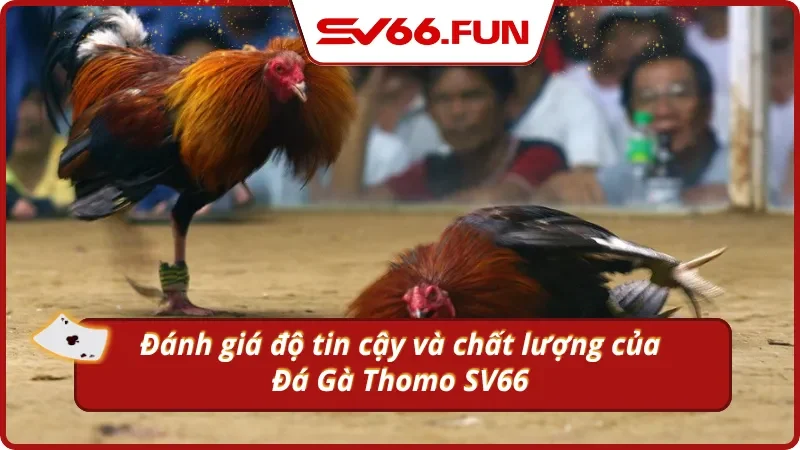 Trực tiếp đá gà Thomo có gì nổi bật?