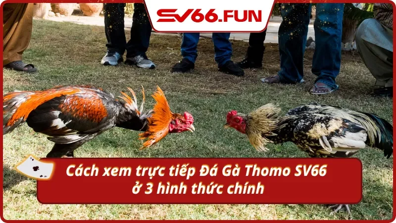 3 hình thức chọi gà trực tuyến Thomo hiện có tại Sv66